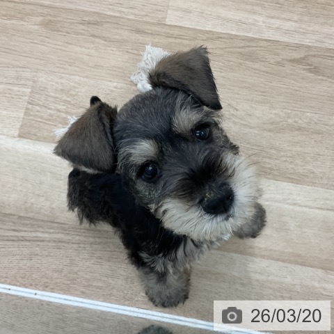 愛知県のミニチュアシュナウザー (ペットプラス 熱田店/2026年1月6日生まれ/男の子/ソルトペッパー)の子犬の4枚目の画像