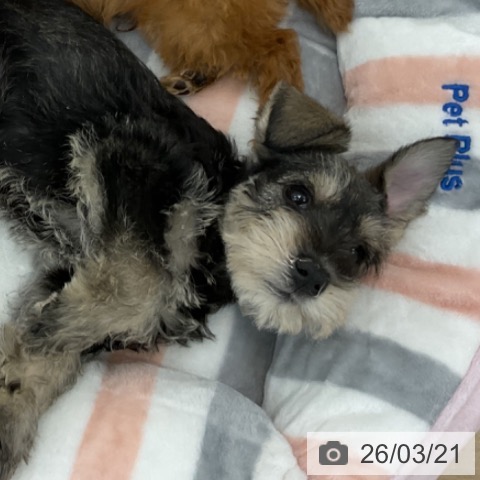 愛知県のミニチュアシュナウザー (ペットプラス 熱田店/2026年1月6日生まれ/男の子/ソルトペッパー)の子犬の3枚目の画像