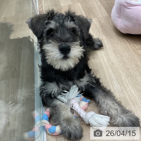 愛知県のミニチュアシュナウザー (ペットプラス 熱田店/2026年1月6日生まれ/男の子/ソルトペッパー)の子犬の3枚目の画像