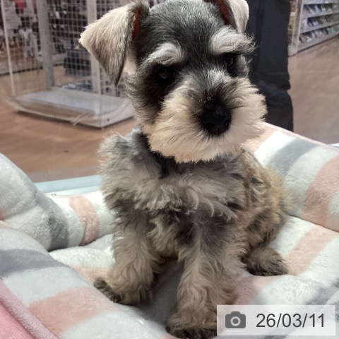 愛知県のミニチュアシュナウザー (ペットプラス 名古屋茶屋店/2026年1月6日生まれ/男の子/ソルトペッパー)の子犬の4枚目の画像