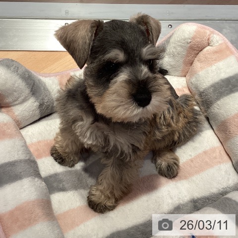 愛知県のミニチュアシュナウザー (ペットプラス 名古屋茶屋店/2026年1月6日生まれ/男の子/ソルトペッパー)の子犬の3枚目の画像