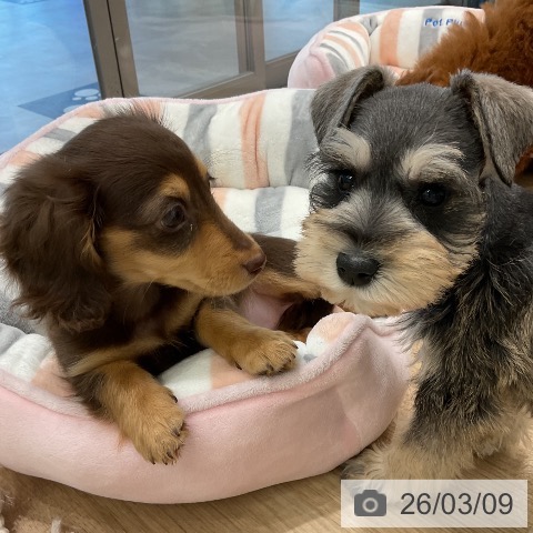 ミニチュア・シュナウザーの写真