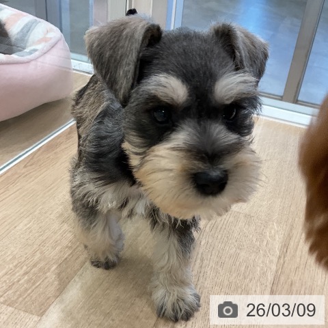 ミニチュア・シュナウザーの写真