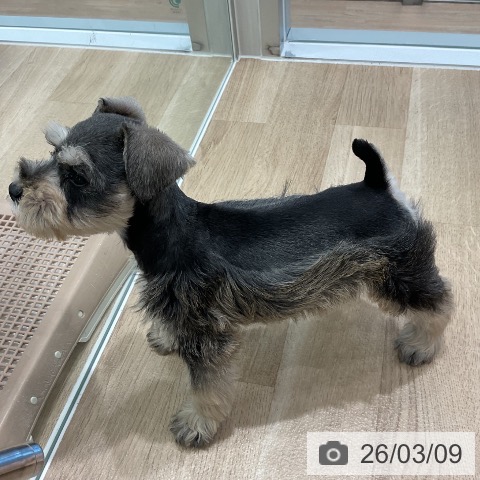 ミニチュア・シュナウザーの写真