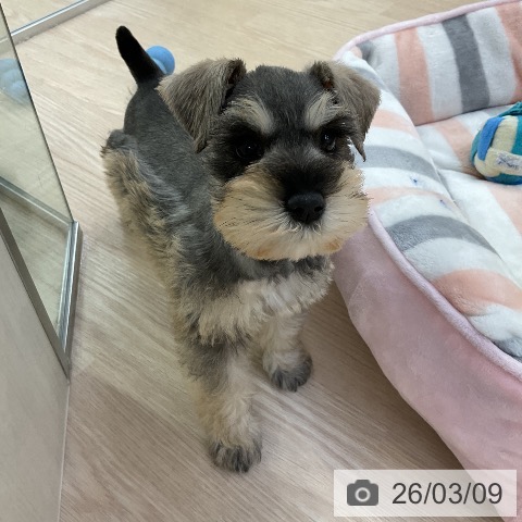 ミニチュア・シュナウザーの写真