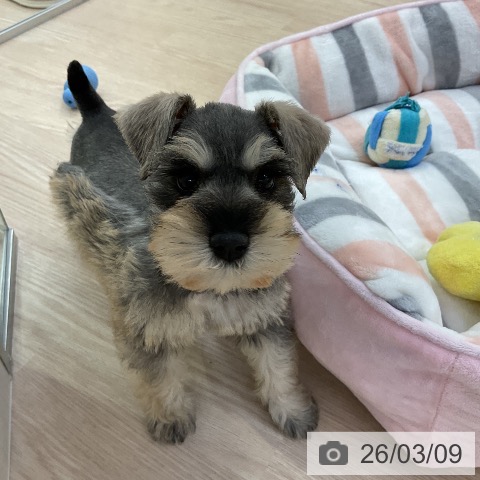 ミニチュア・シュナウザーの写真