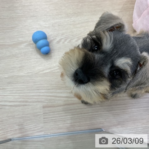 ミニチュア・シュナウザーの写真