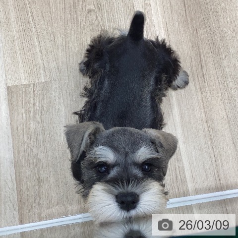 ミニチュア・シュナウザーの写真