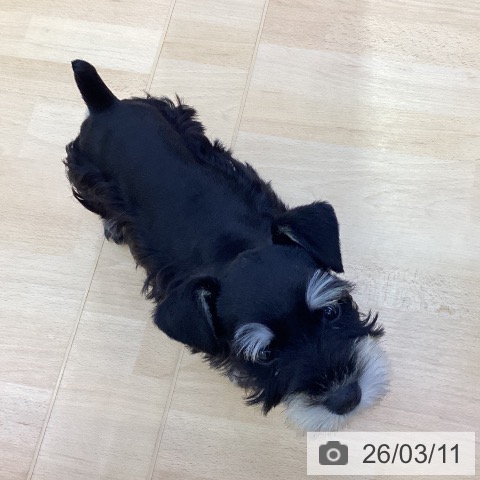 ミニチュア・シュナウザーの写真