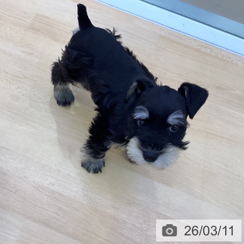 ミニチュア・シュナウザーの写真