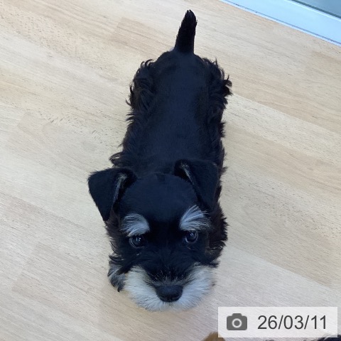 ミニチュア・シュナウザーの写真