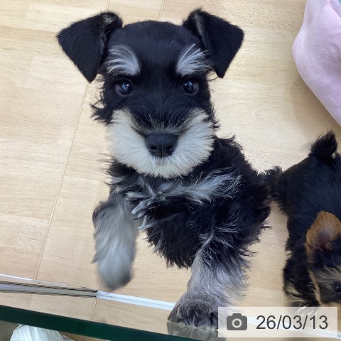 愛知県のミニチュアシュナウザー (ペットプラス 三好店/2026年1月5日生まれ/男の子/ブラックシルバー)の子犬の3枚目の画像