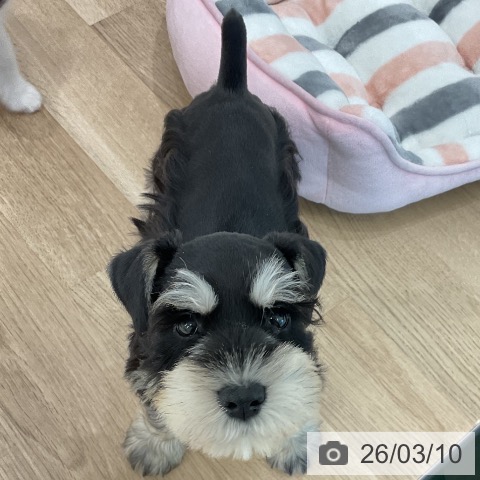 ミニチュア・シュナウザーの写真