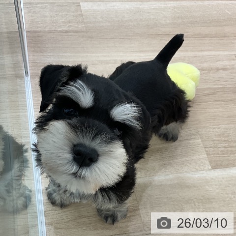 ミニチュア・シュナウザーの写真