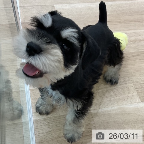 愛知県のミニチュアシュナウザー (ペットプラス 熱田店/2026年1月5日生まれ/男の子/ブラックシルバー)の子犬の3枚目の画像