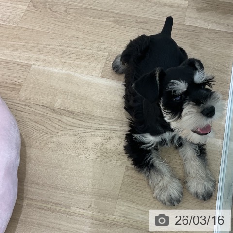 愛知県のミニチュアシュナウザー (ペットプラス 熱田店/2026年1月5日生まれ/男の子/ブラックシルバー)の子犬の3枚目の画像