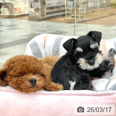 愛知県のミニチュアシュナウザー (ペットプラス 豊田店/2026年1月5日生まれ/女の子/ブラックシルバー)の子犬の4枚目の画像