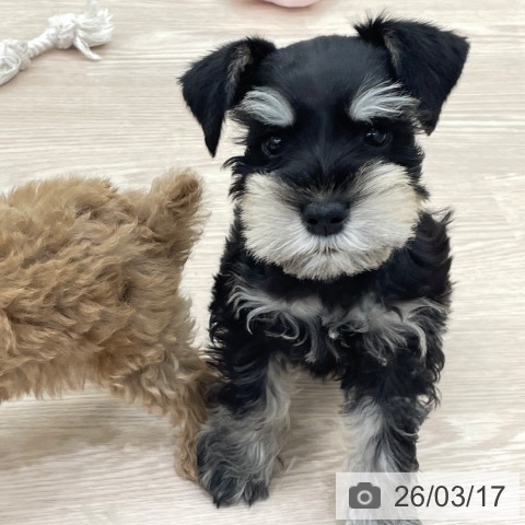 愛知県のミニチュアシュナウザー (ペットプラス 豊田店/2026年1月5日生まれ/女の子/ブラックシルバー)の子犬の3枚目の画像