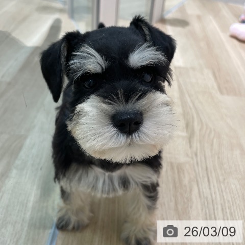 ミニチュア・シュナウザーの写真