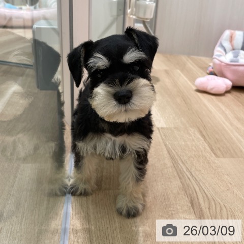 ミニチュア・シュナウザーの写真