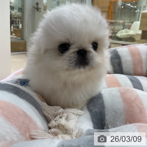 ペキニーズの写真