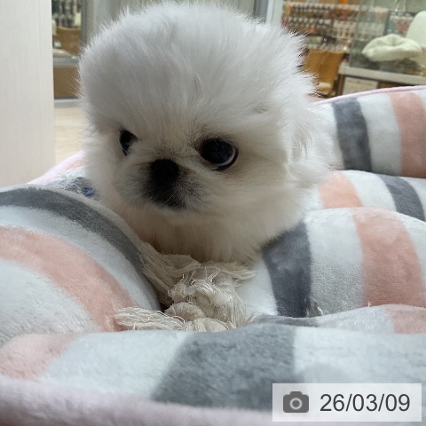 ペキニーズの写真