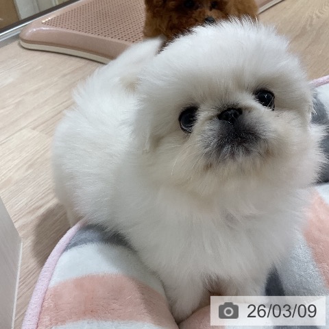 ペキニーズの写真