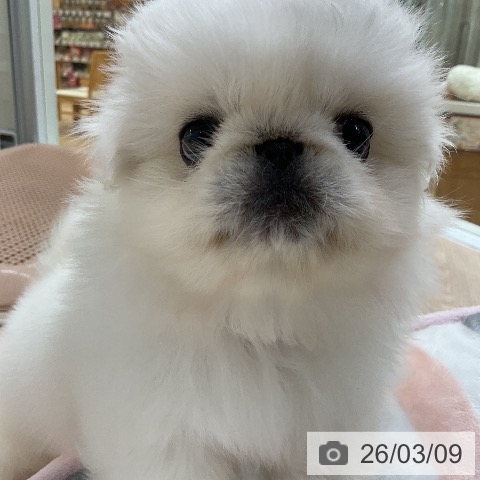 ペキニーズの写真