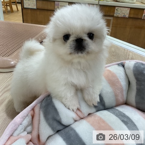 ペキニーズの写真