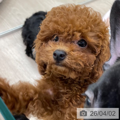 愛知県のトイプードル(トイ) (ペットプラス 豊田店/2026年1月5日生まれ/男の子/レッド)の子犬の4枚目の画像
