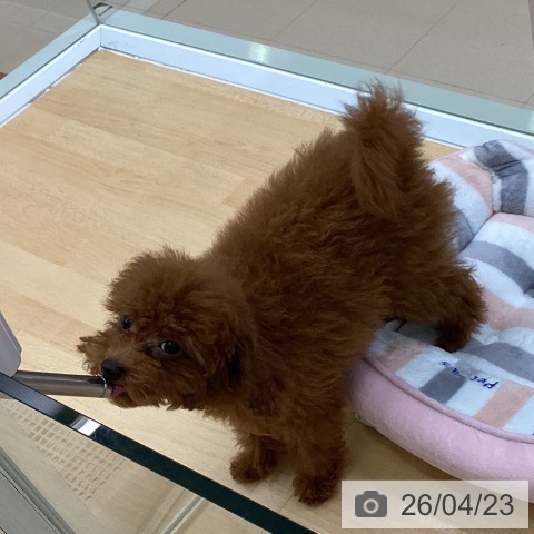 愛知県のトイプードル(トイ) (ペットプラス 三好店/2026年1月5日生まれ/男の子/レッド)の子犬の4枚目の画像