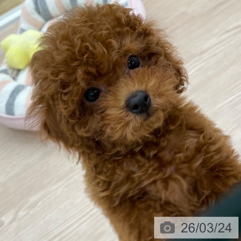 愛知県のトイプードル(トイ) (ペットプラス 豊田店/2026年1月5日生まれ/男の子/レッド)の子犬の3枚目の画像