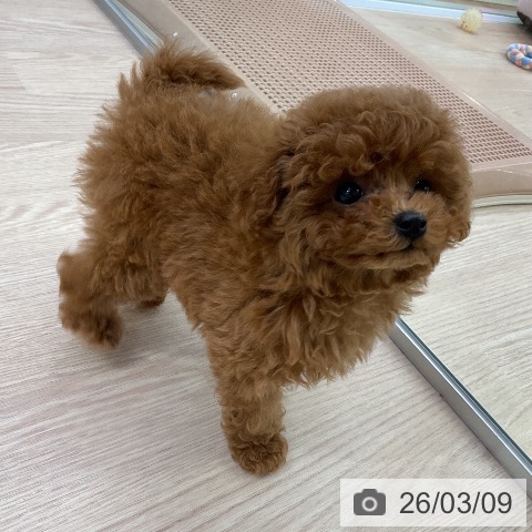 トイ・プードルの写真