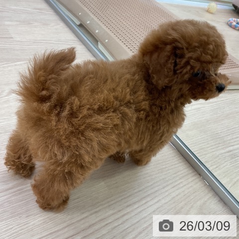 トイ・プードルの写真