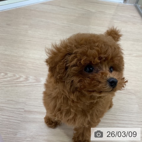 トイ・プードルの写真