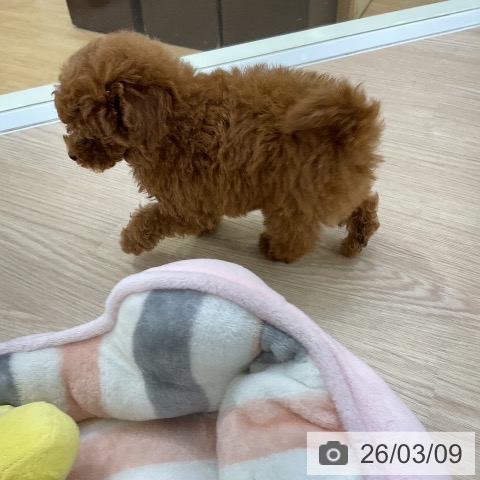 トイ・プードルの写真