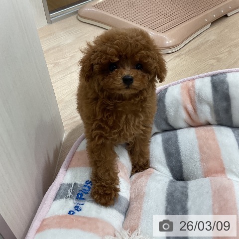 トイ・プードルの写真