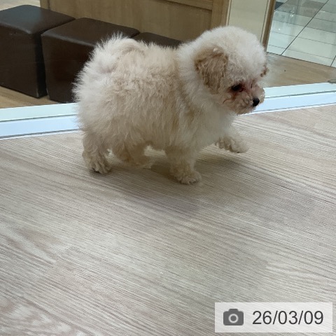 トイ・プードルの写真