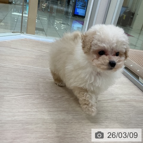 トイ・プードルの写真