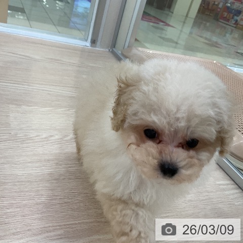 トイ・プードルの写真