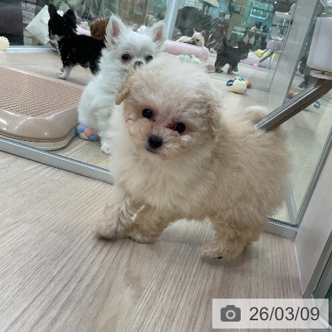 トイ・プードルの写真