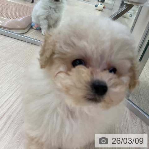 トイ・プードルの写真