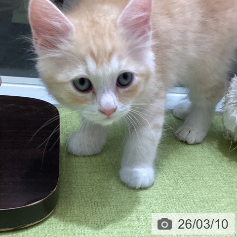 富山県のラガマフィン (ペットプラス 高岡店/2026年1月6日生まれ/男の子/レッドタビーホワイト)の子猫の4枚目の画像