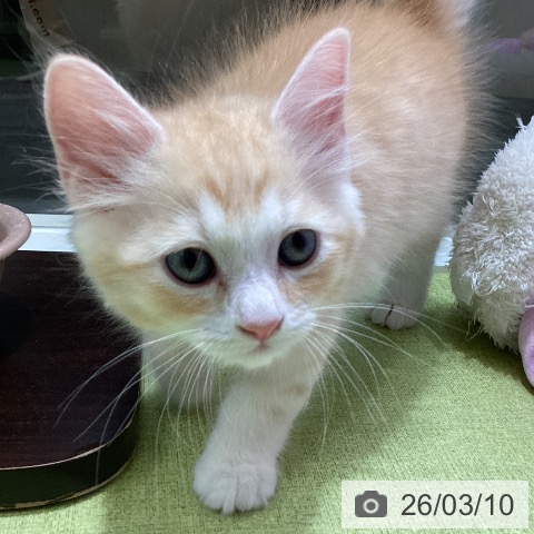 富山県のラガマフィン (ペットプラス 高岡店/2026年1月6日生まれ/男の子/レッドタビーホワイト)の子猫の3枚目の画像