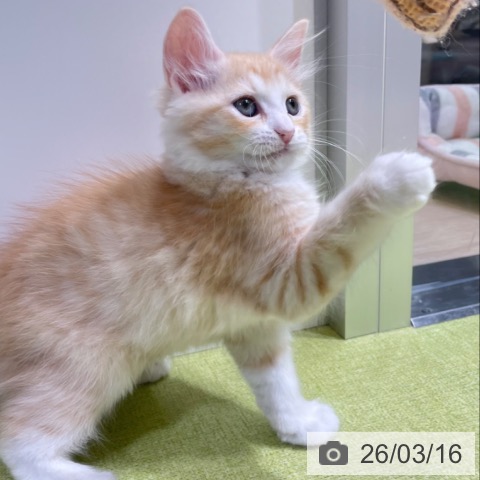 富山県のラガマフィン (ペットプラス 高岡店/2026年1月6日生まれ/男の子/レッドタビーホワイト)の子猫の4枚目の画像