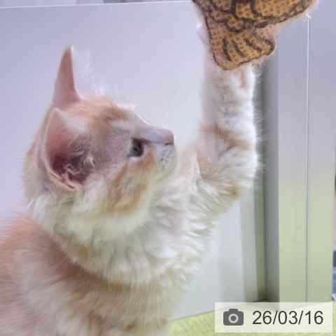 富山県のラガマフィン (ペットプラス 高岡店/2026年1月6日生まれ/男の子/レッドタビーホワイト)の子猫の3枚目の画像