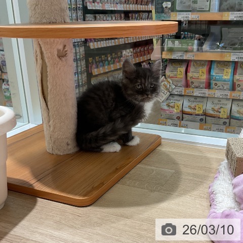 ラガマフィンの写真