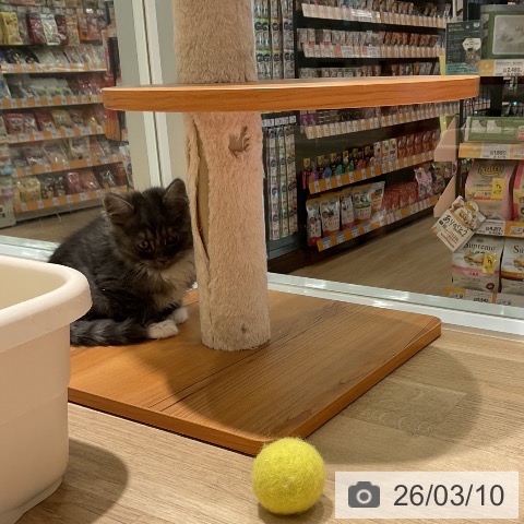 ラガマフィンの写真