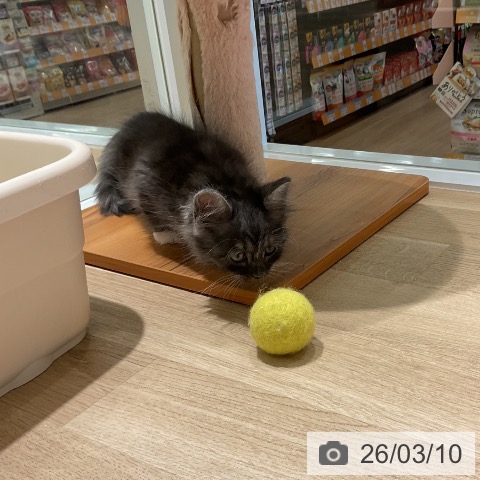 ラガマフィンの写真