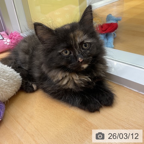 愛知県のラガマフィン (ペットプラス mozoワンダーシティ店/2026年1月6日生まれ/女の子/トーティーシェル)の子猫の3枚目の画像